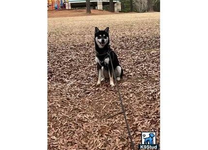 a shiba inu dog sitting on a leash